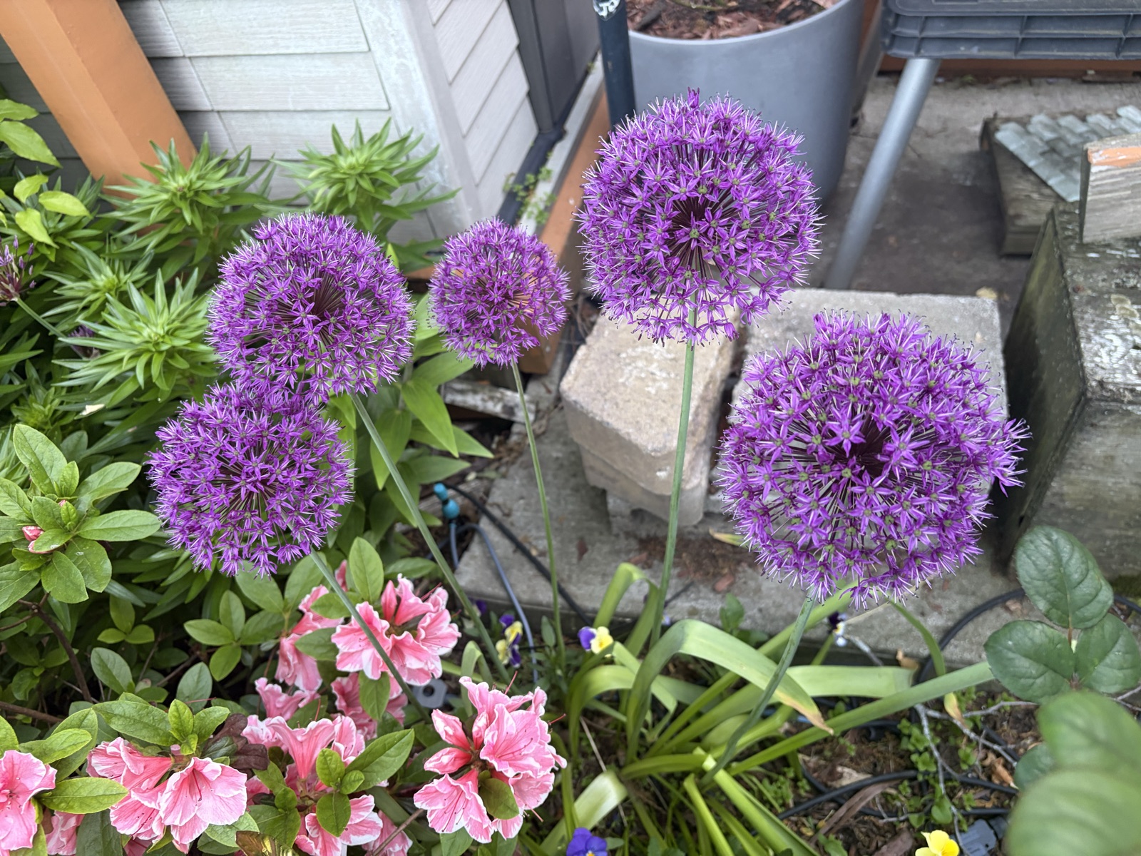 Five large purple allium globes on tall stems above pink azalea flowers