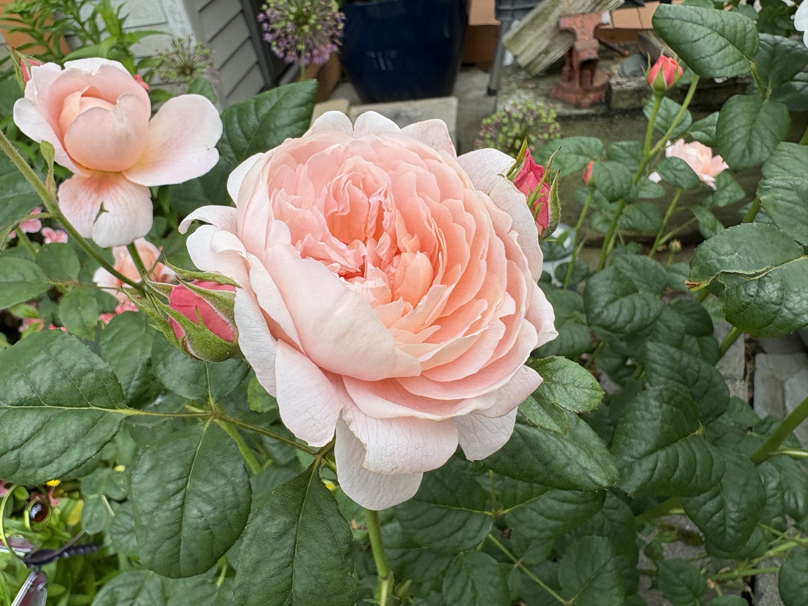 Apricot-pink English rose in full bloom