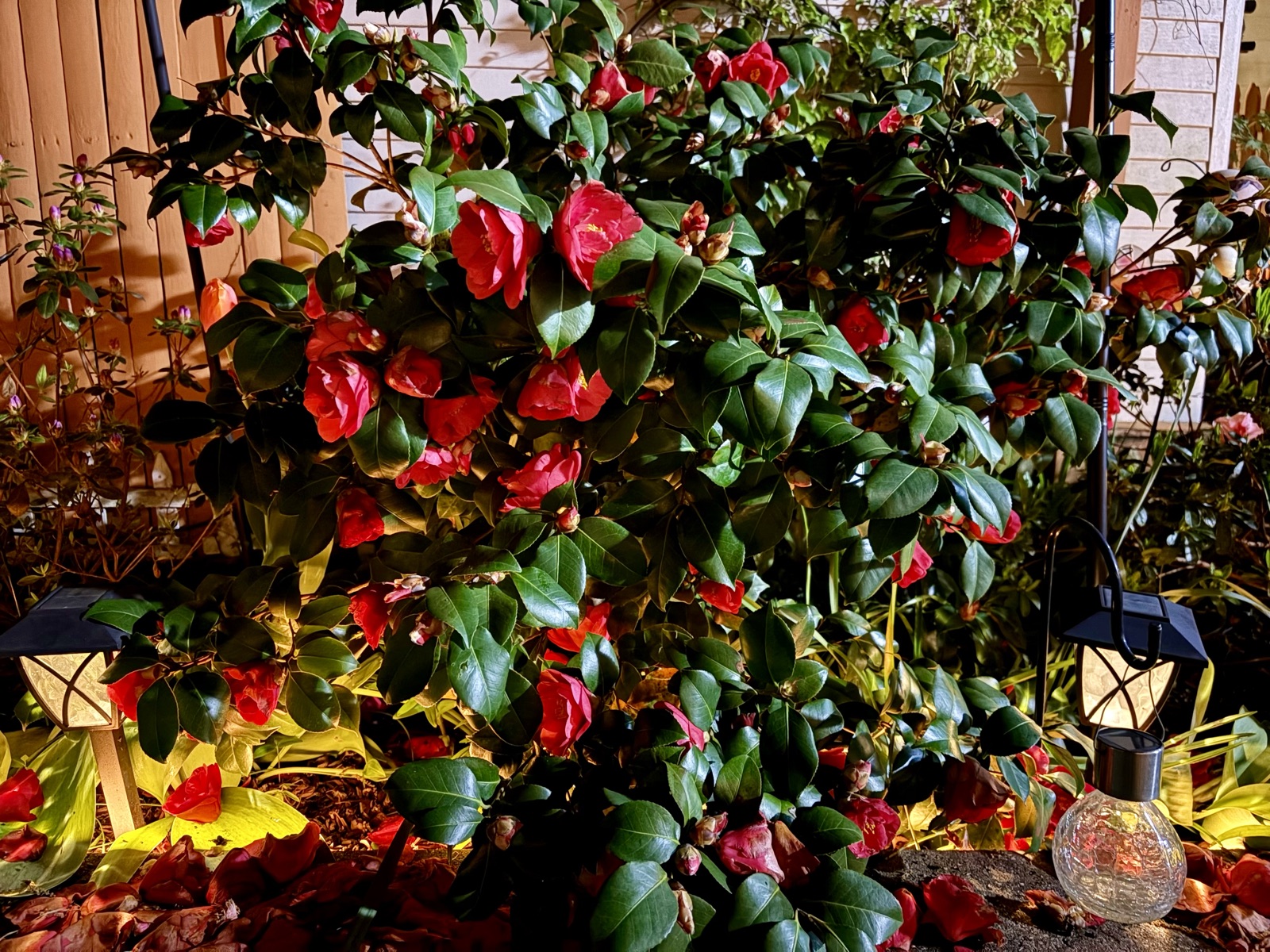 Red camellia bush at night flanked by two small lantern lights, fallen red petals on the ground below