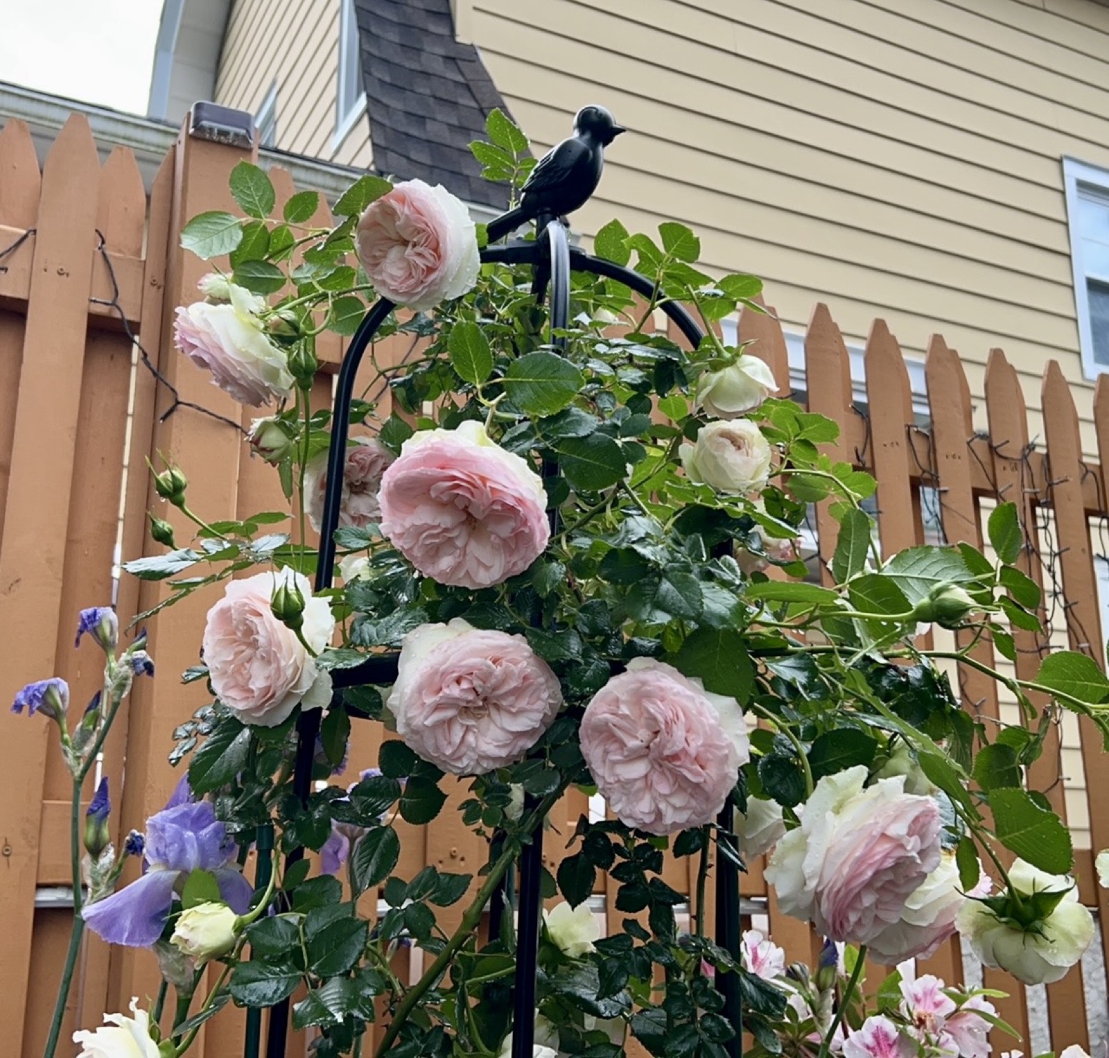 Pale pink climbing rose covering a black obelisk trellis topped with a cast-iron bird, purple bearded iris below