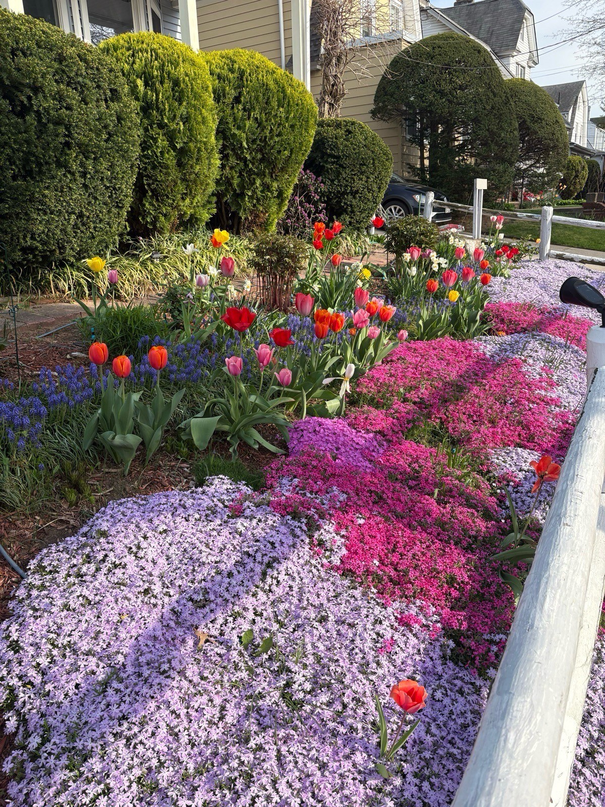 Steep front border with lavender and magenta creeping phlox in the foreground and a line of tulips and grape hyacinth up the slope