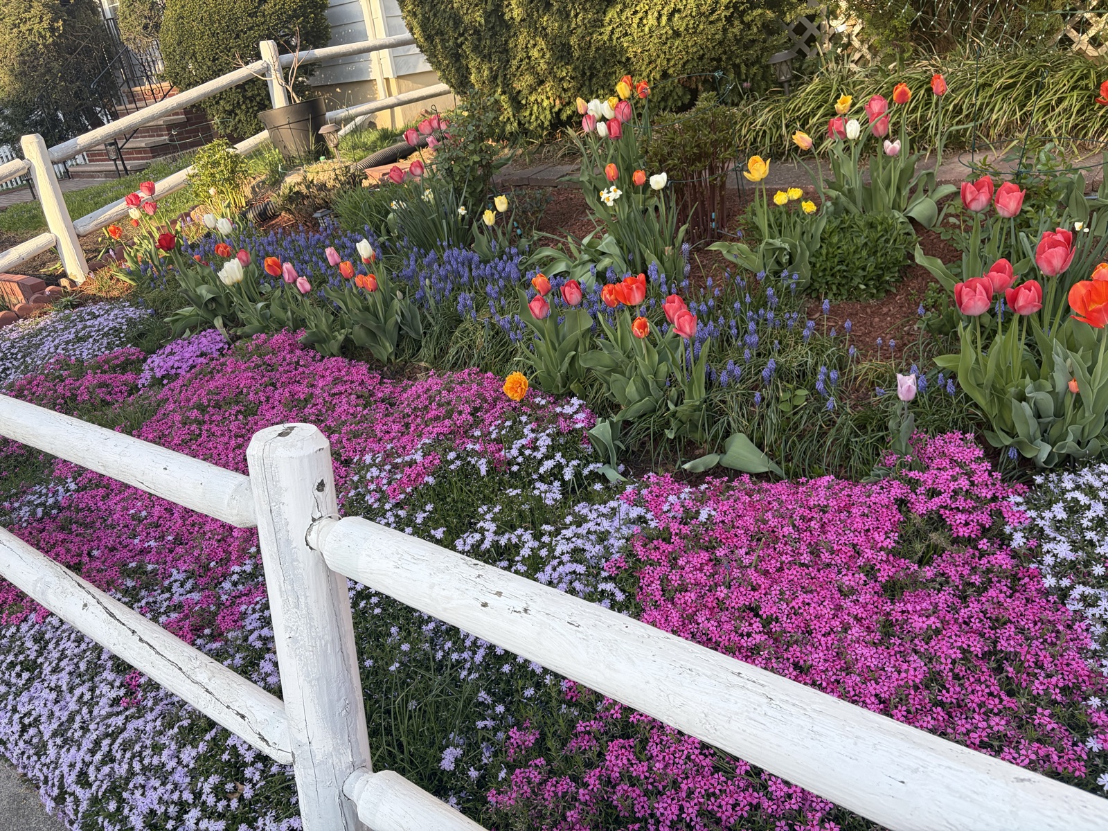 Front-yard border overflowing with pink and lavender creeping phlox, tulips, and grape hyacinth along a white rail fence