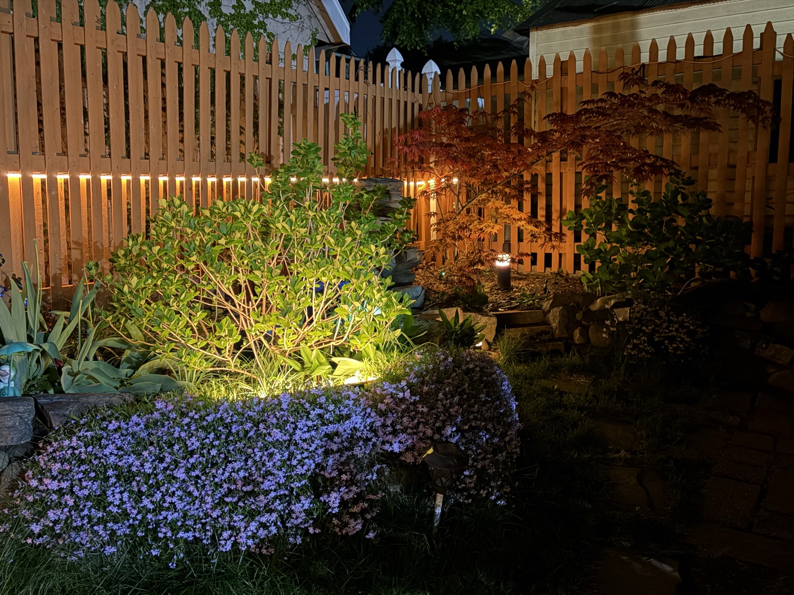 Night garden scene with uplit hydrangea foliage, a dark red Japanese maple, and creeping phlox glowing along a picket fence