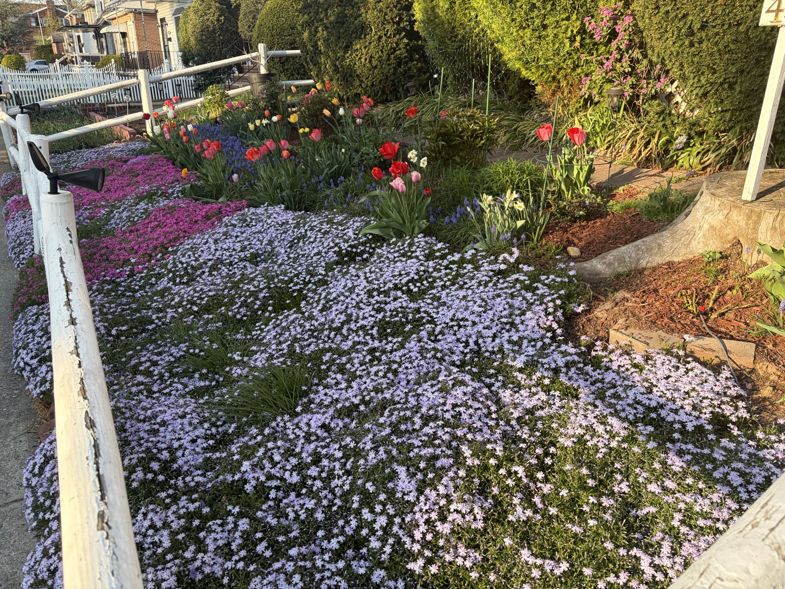Wide carpet of pale lavender creeping phlox in the foreground with patches of magenta phlox and tulips beyond