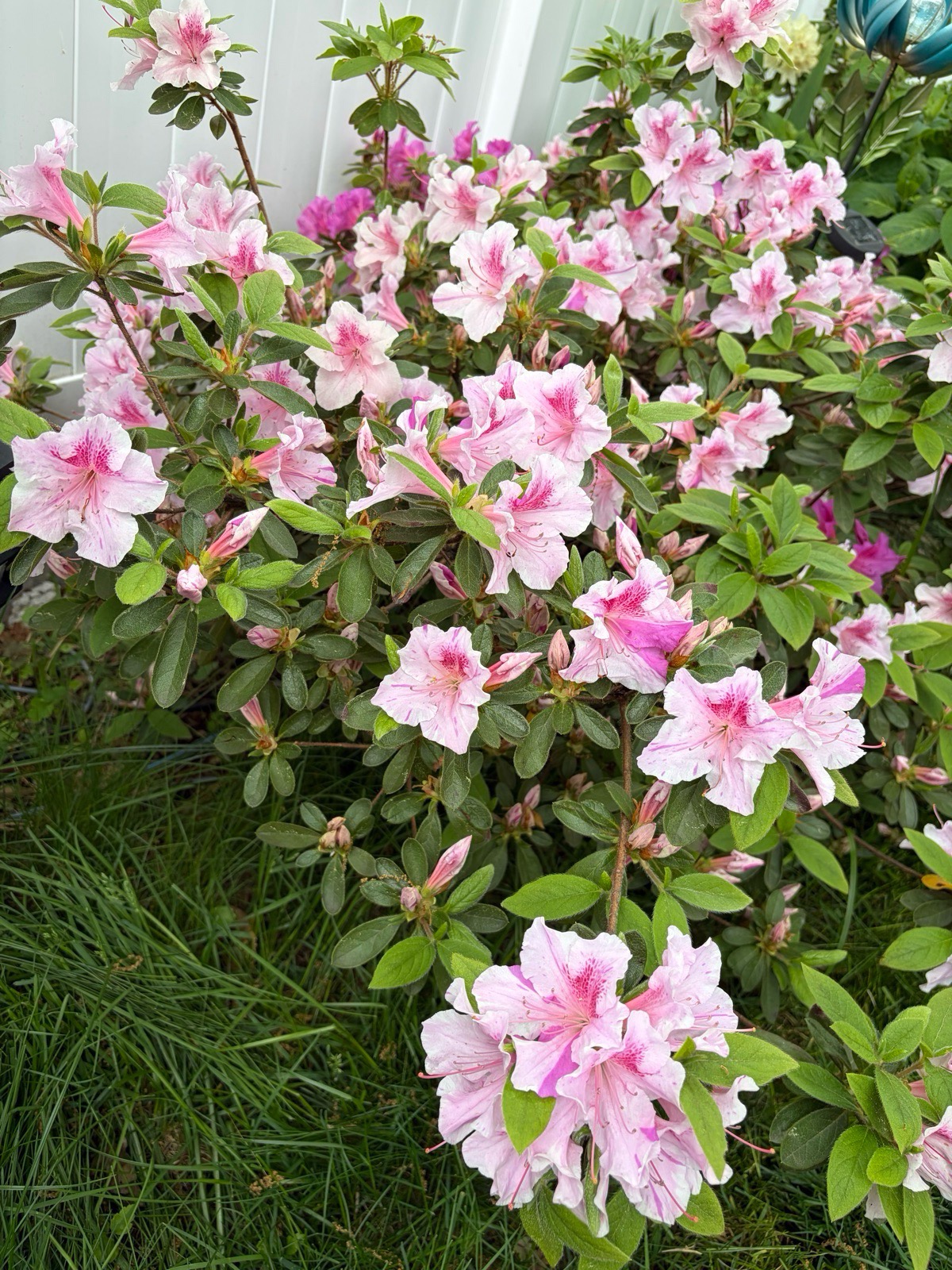 Close view of pale pink azalea flowers streaked with deeper pink