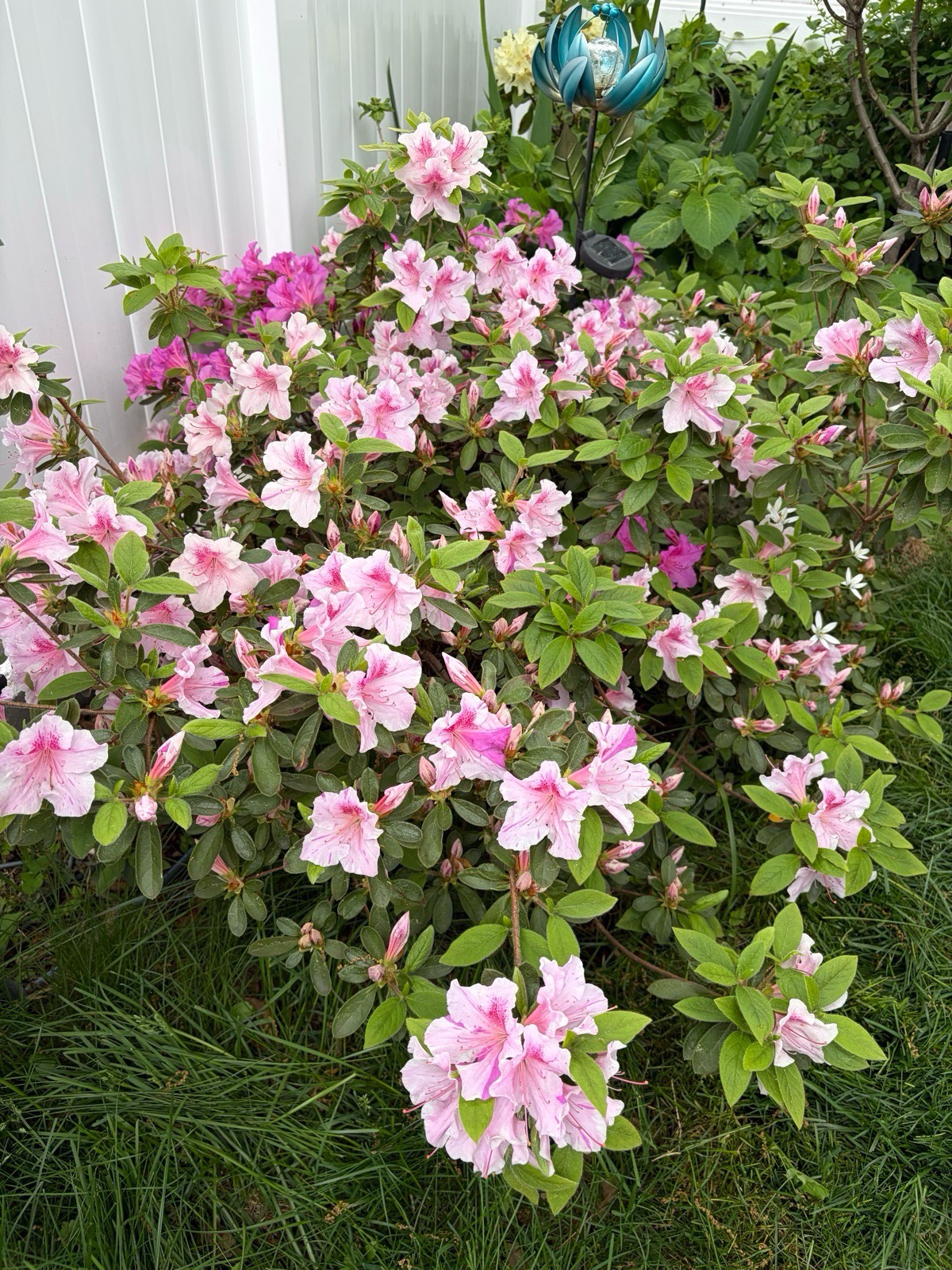 Soft pink azalea with darker pink centers blooming against a white fence