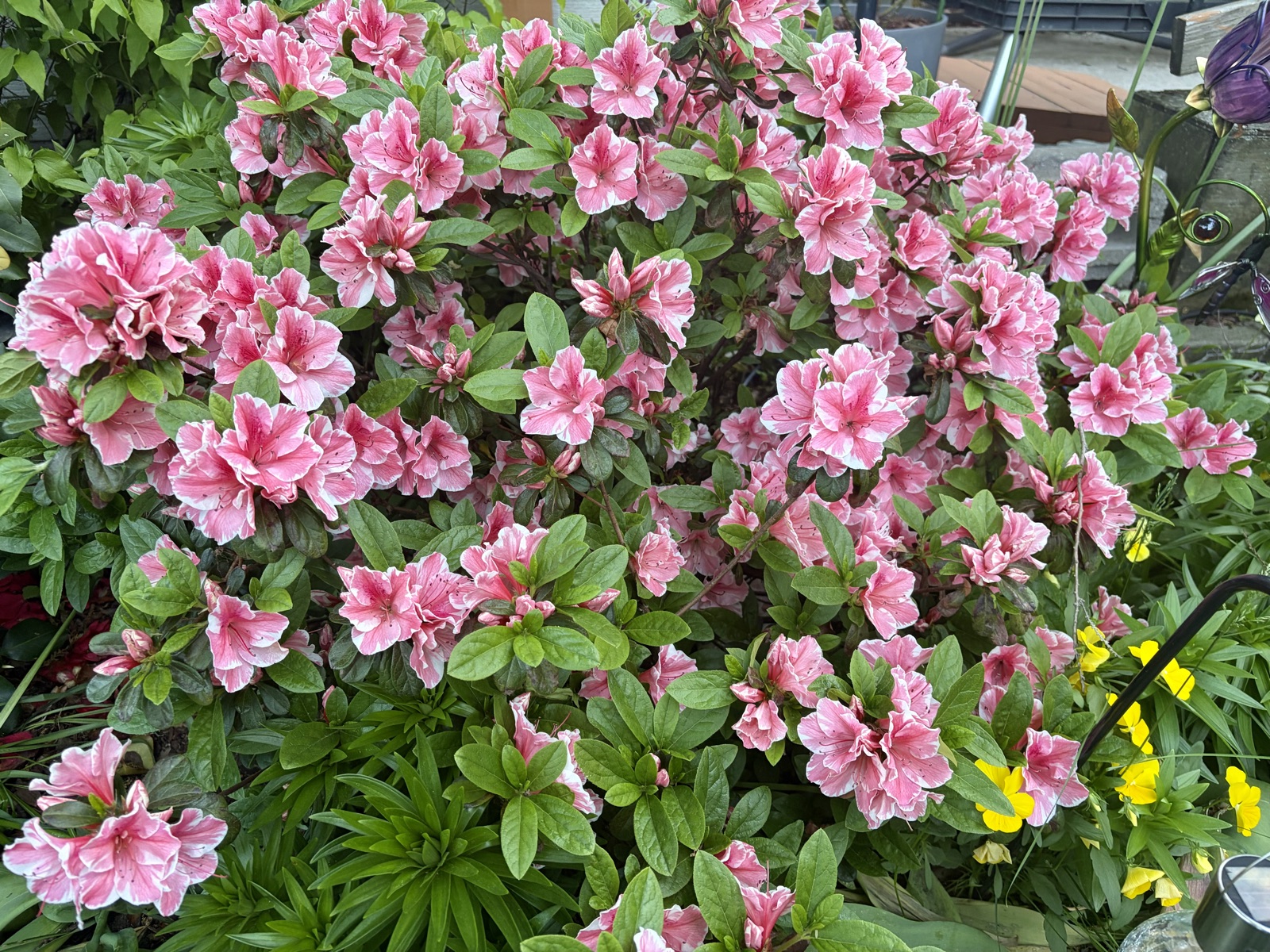 Azalea bush smothered in salmon-pink blooms edged in white, with yellow pansies at its feet