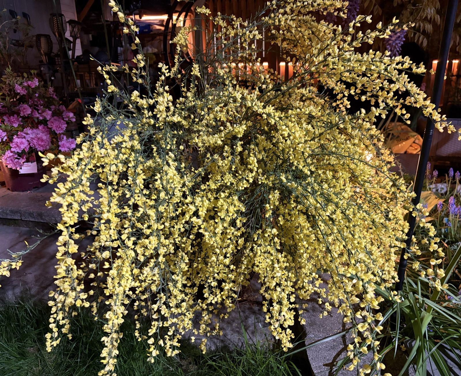 Fountain of golden Scotch broom blooms cascading in lantern light at night, pink azalea behind