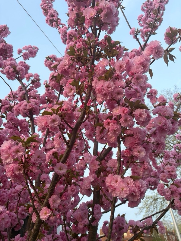 Double pink Kwanzan cherry blossoms against a blue sky