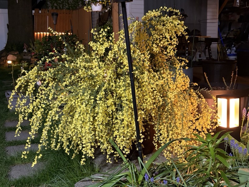 Golden Scotch broom glowing beside a garden lantern at night