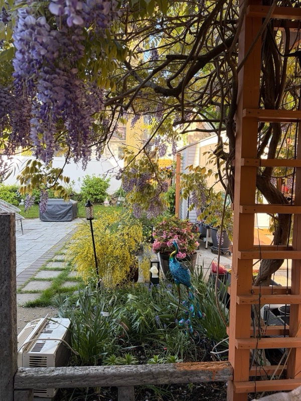 Wisteria draping over a wooden arbor