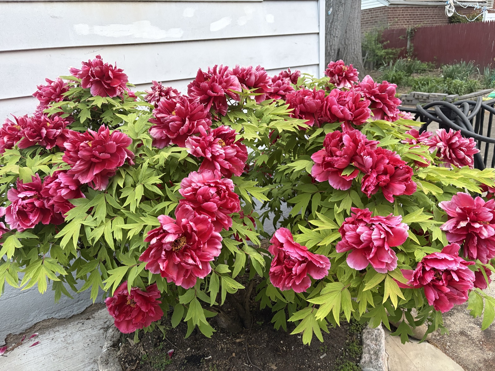 Tree peony bush loaded with huge ruffled raspberry-red blooms against white siding