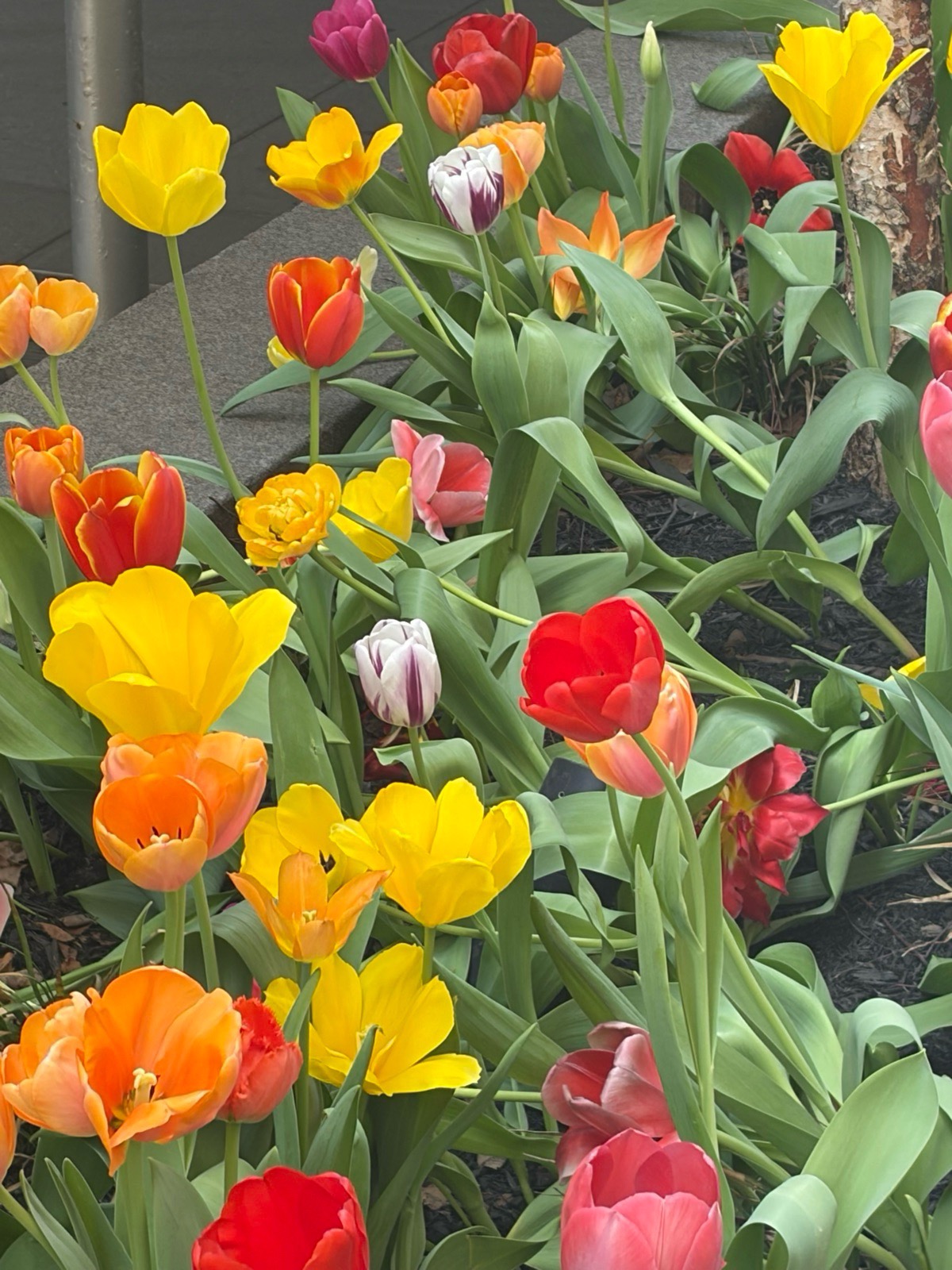 Dense mixed tulip planting: yellow, orange, red, pink, and purple-and-white striped tulips
