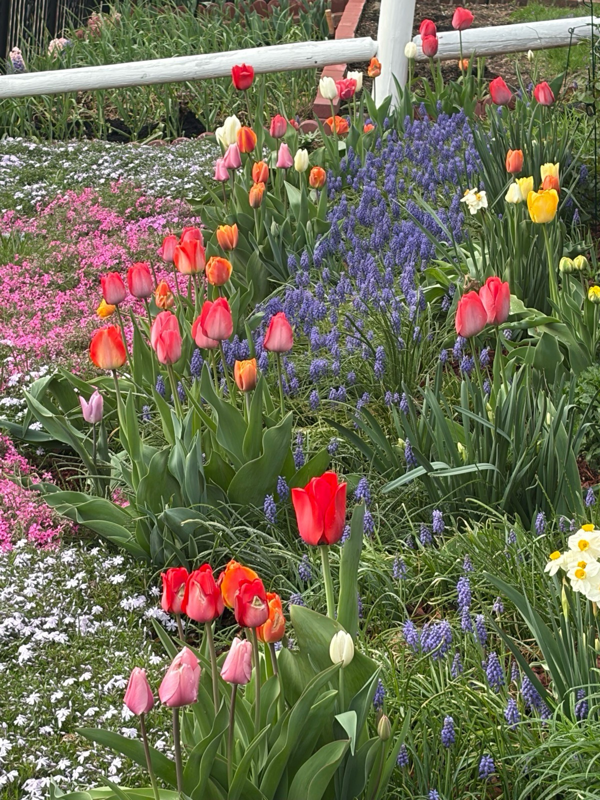 Garden bed with red, pink, orange, white and yellow tulips rising out of a river of blue grape hyacinth, pink creeping phlox behind
