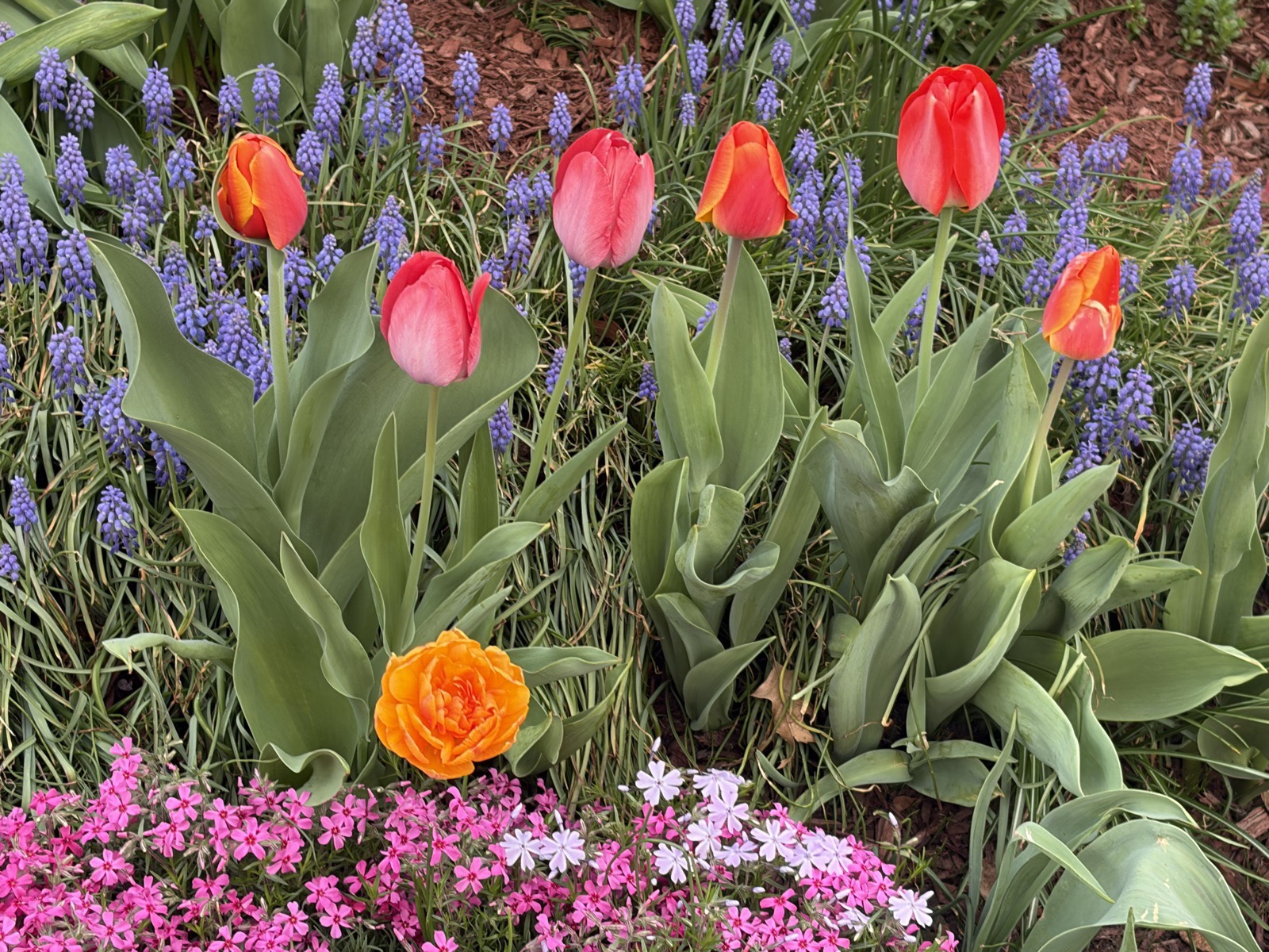Row of red and coral tulips with one orange double tulip, grape hyacinth and pink phlox around them