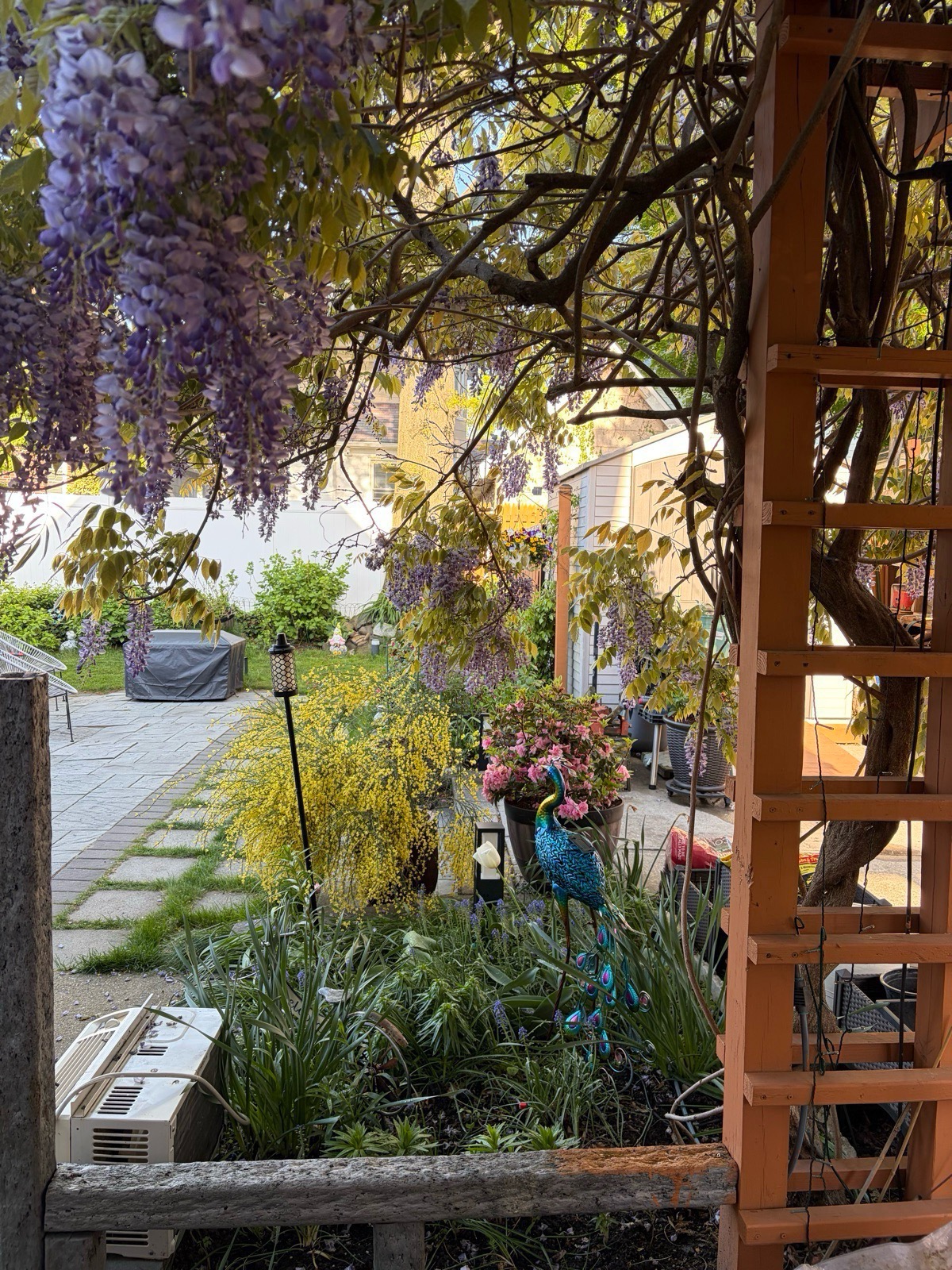 View from under a wooden arbor draped in purple wisteria, looking out over a backyard patio with yellow Scotch broom and a potted pink azalea