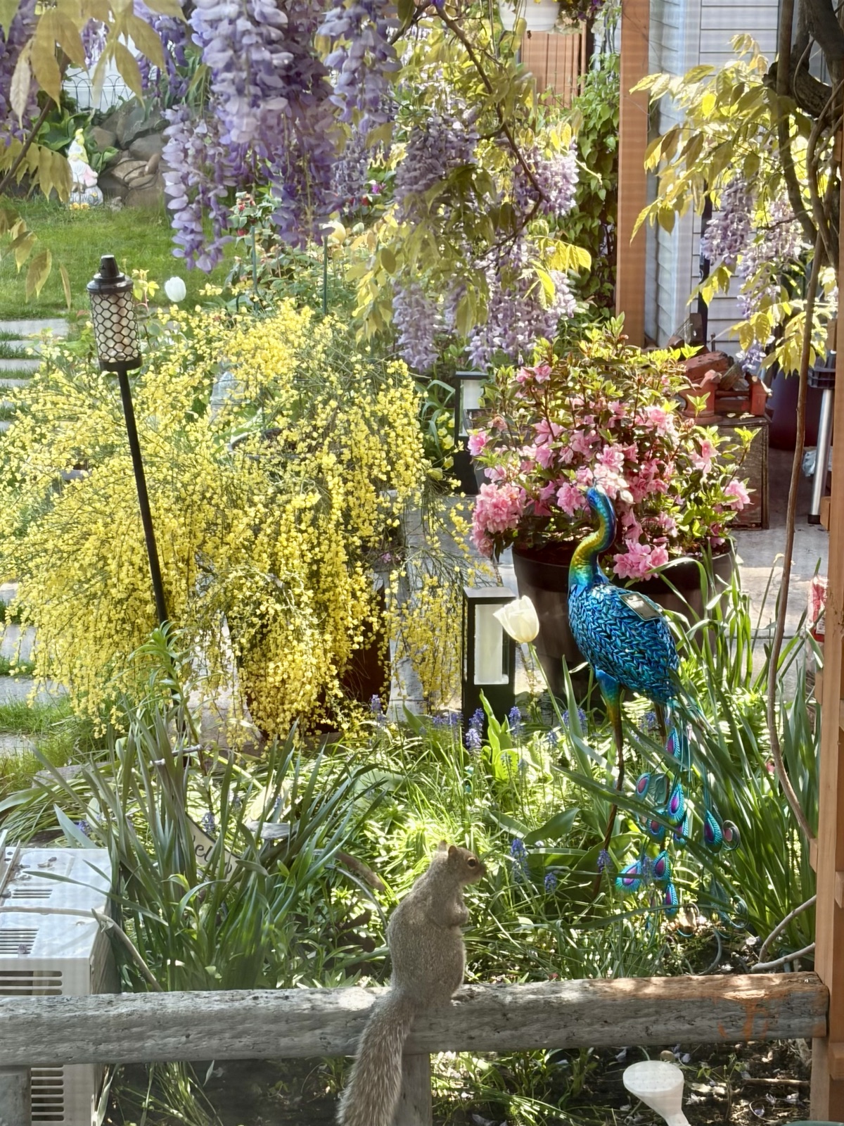 View from a window over a garden with hanging wisteria, yellow Scotch broom, a pink azalea in a pot, a blue metal peacock ornament, and a squirrel on the fence rail