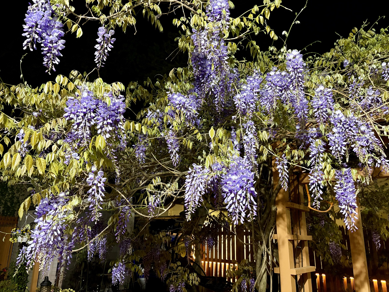 Wisteria racemes glowing lavender at night against a black sky, lit from below